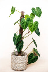 Philodendron verrucosum